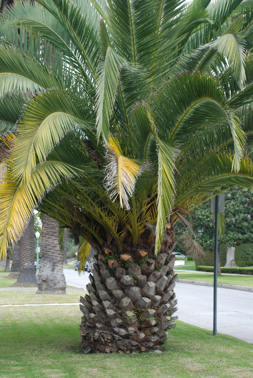 Palm tree, giant pineapple, or humongous pine cone?