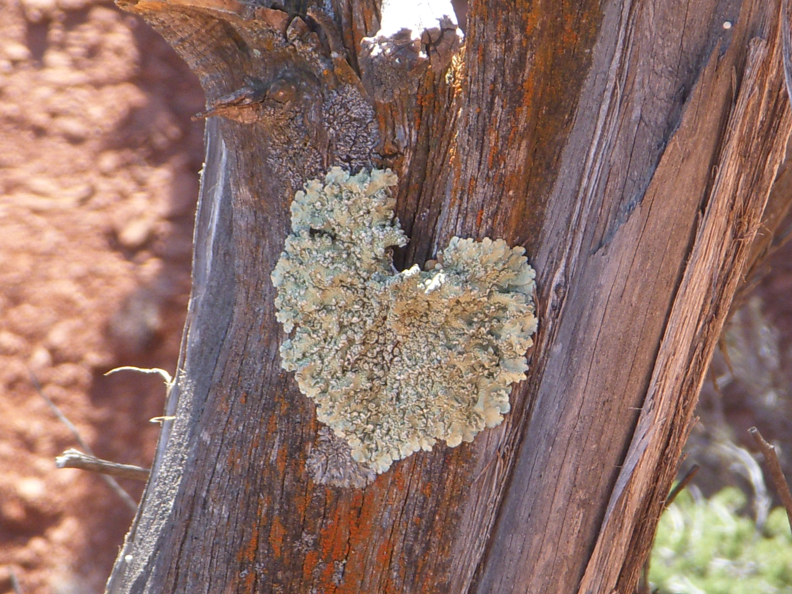 lichen heart