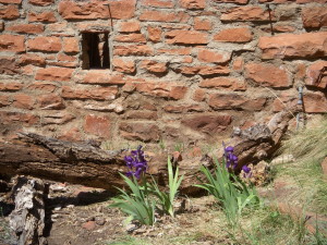 Irises growing alongside an abandoned homestead, West Fork Trail, Oak Creek Canyon