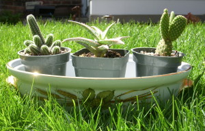 The beginnings of a new cactus garden. Now must learn their names!