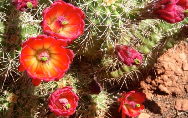 Echinocereus is a genus of cacti widely distributed across the American Southwest, but this bright scarlet Arizona variety is on the federal list of endangered species. The name Echinocereus is a compound of “Hedgehog” and “Candle.”