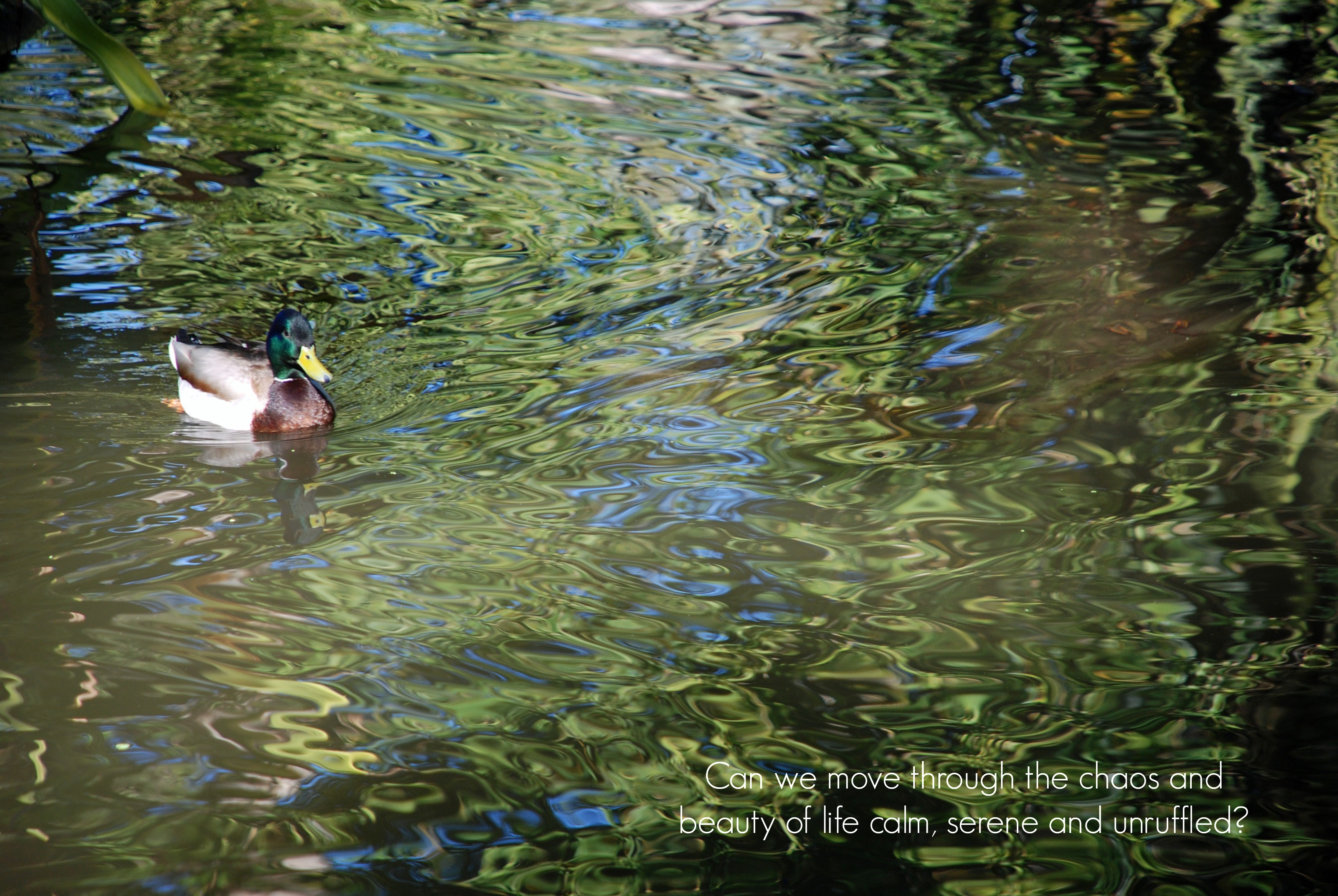 Serene photo of duck on dappled water