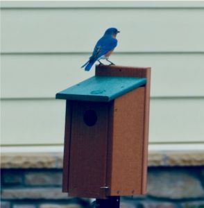 Our Bluebird House (with bluebird).