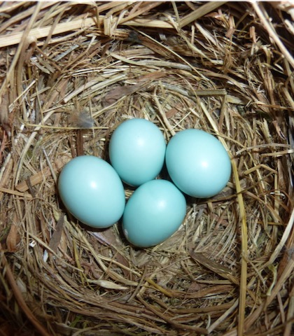 After The Disaster: The four eggs left in our bluebird house.