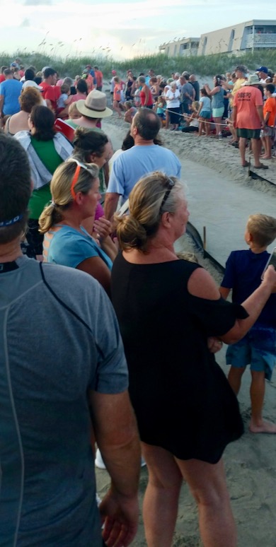 Crowd in North Carolina to watch and help baby turtles.