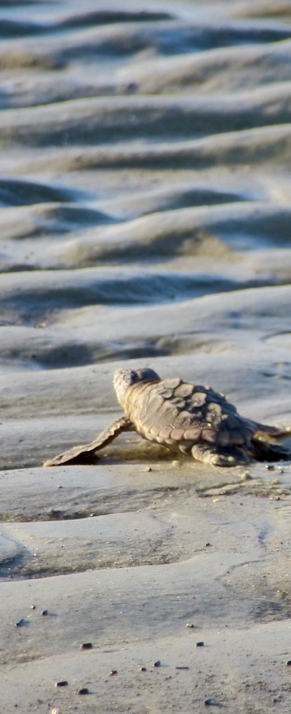 Baby loggerhead turtle on ocean shoreline.