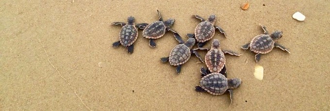 Baby loggerhead turtles make their way to the sea.