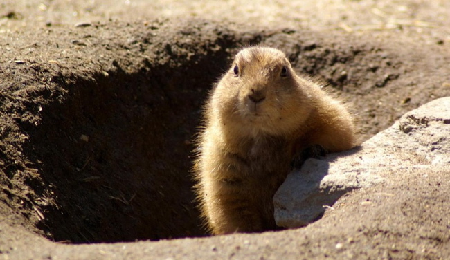 Groundhog coming out of hole with sun and shadow