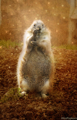 Groundhog standing on its hind legs on dirt with light and lights in background