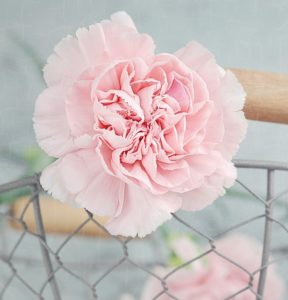 Carnation pink in wire basket, close-up