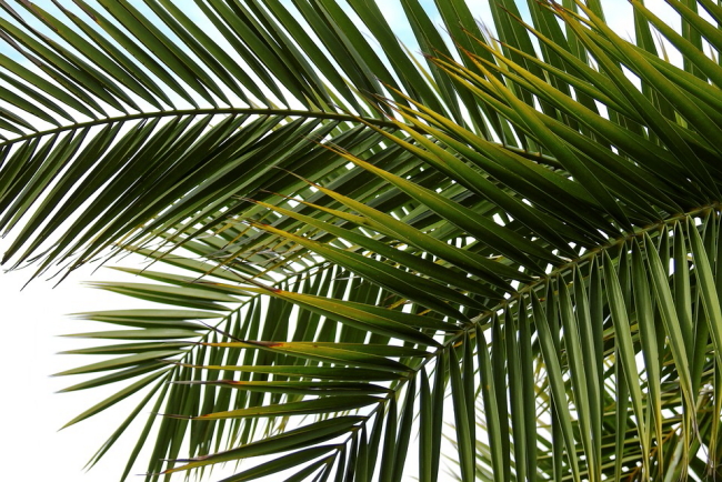 palm branches Palm Sunday