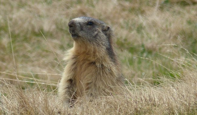 Groundhog Day in a field groundhog