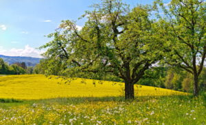 Tree and field in springtime