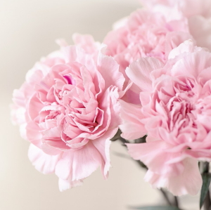 carnations Mother's Day