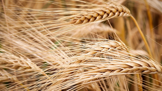 Close-up of grains growing, sideways