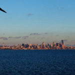 A Seattle Slew Skyline and gull
